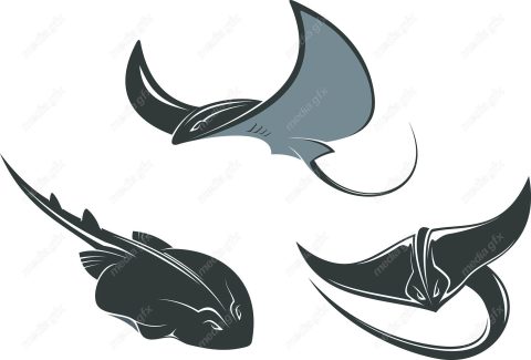 دانلود رایگان وکتور ماهی MV001958