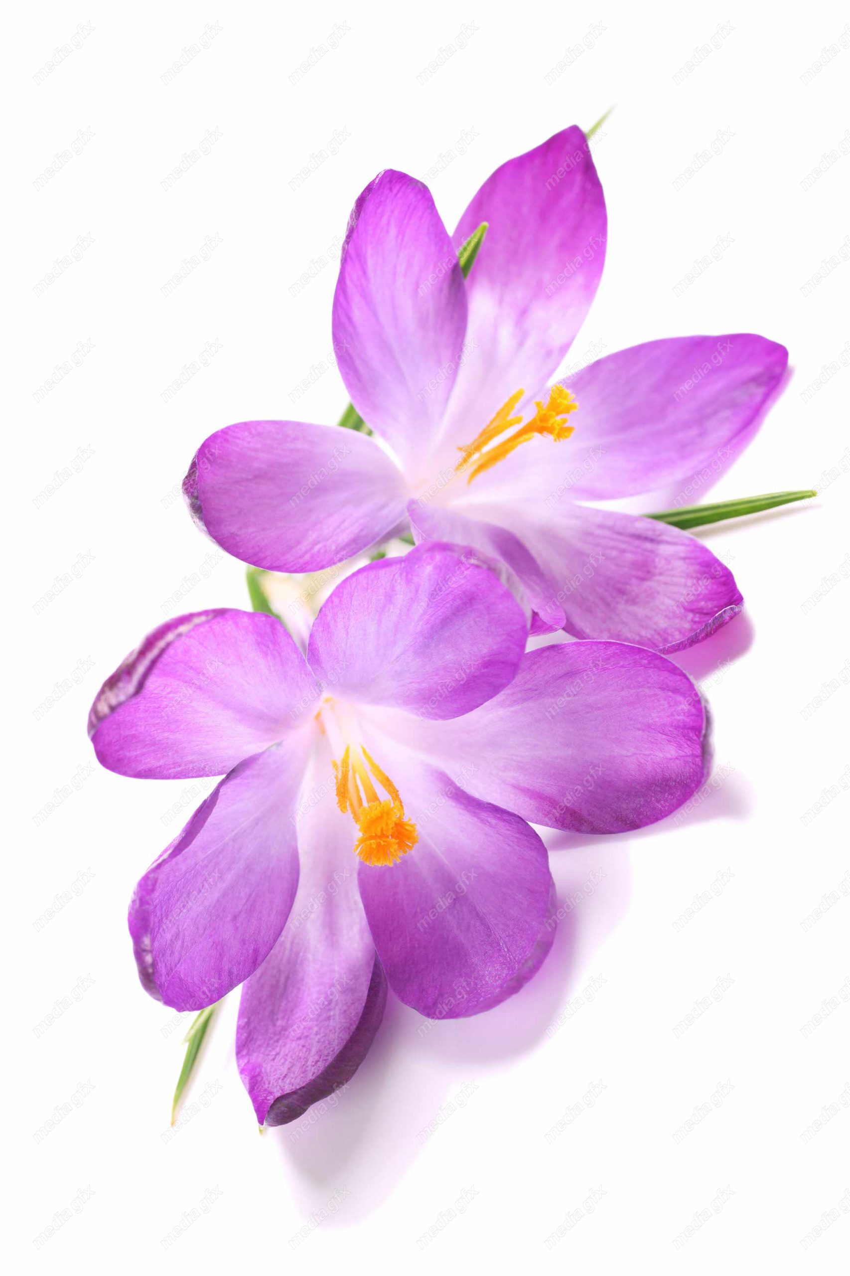 عکس با کیفیت گل زعفران پس زمینه سفید MJ001988