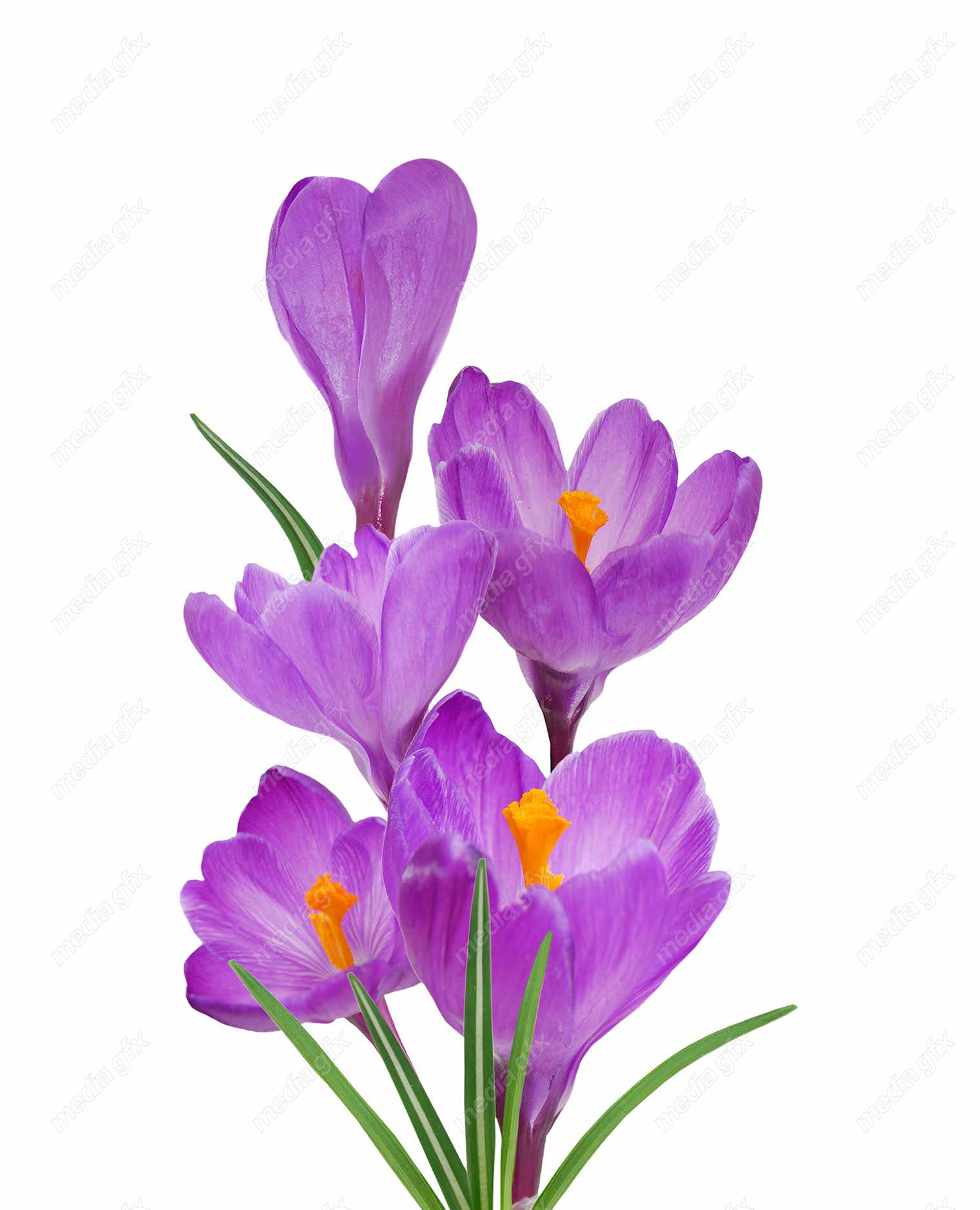 عکس با کیفیت گل زعفران پس زمینه سفید MJ001995