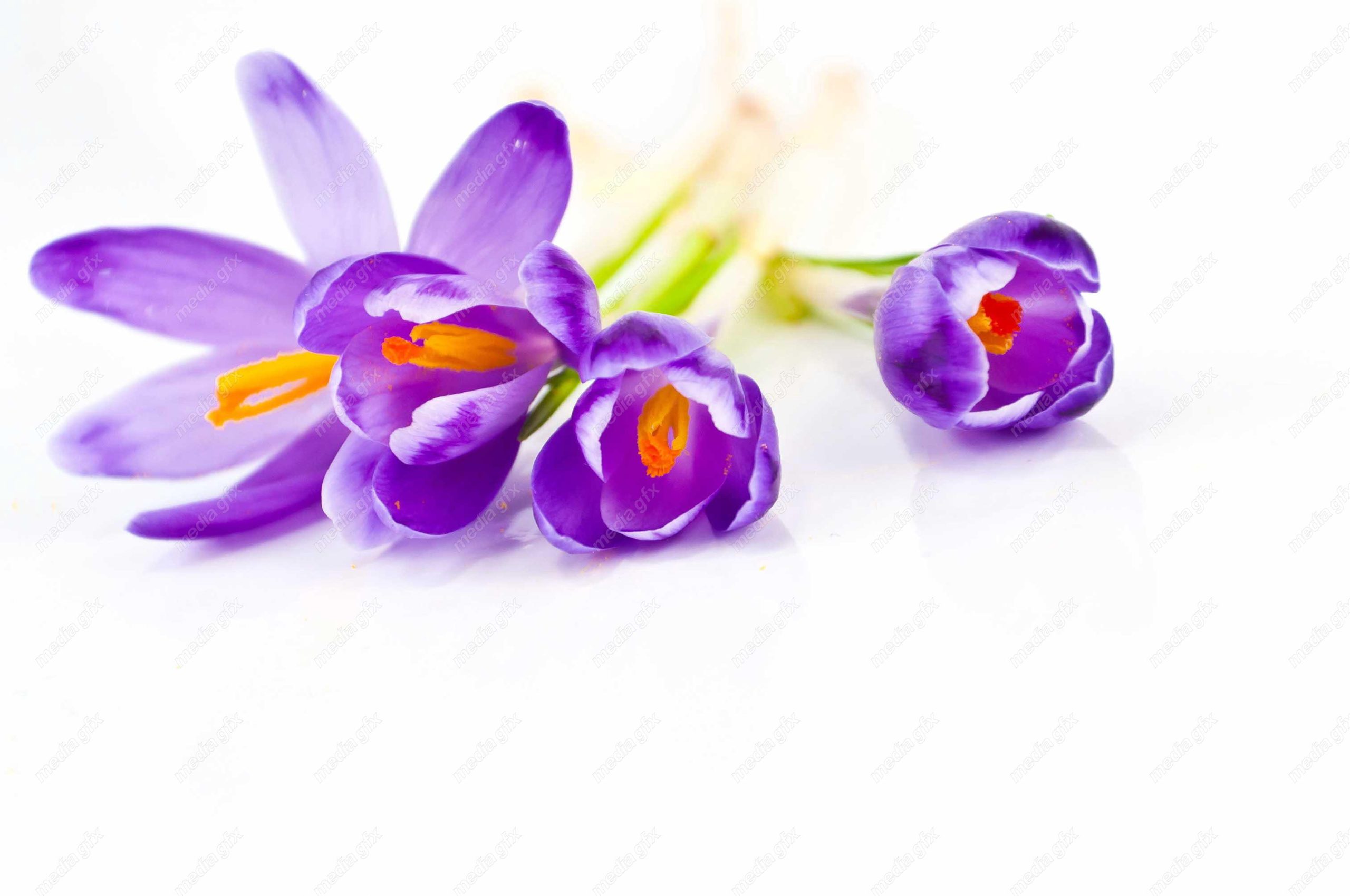 عکس با کیفیت گل زعفران پس زمینه سفید MJ001997