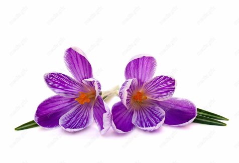 عکس با کیفیت گل زعفران پس زمینه سفید MJ001999