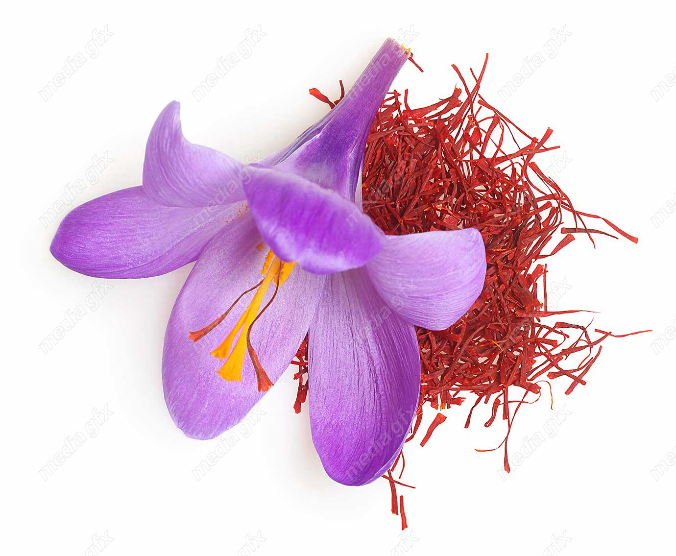 عکس با کیفیت گل زعفران پس زمینه سفید MJ002000