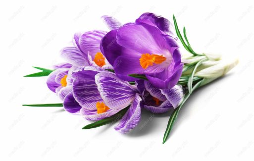 عکس با کیفیت گل زعفران پس زمینه سفید MJ002001