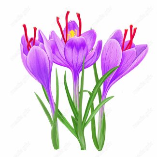 عکس با کیفیت گل زعفران پس زمینه سفید MJ002007