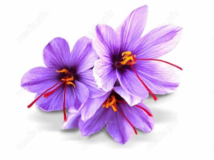 عکس با کیفیت گل زعفران پس زمینه سفید MJ002013