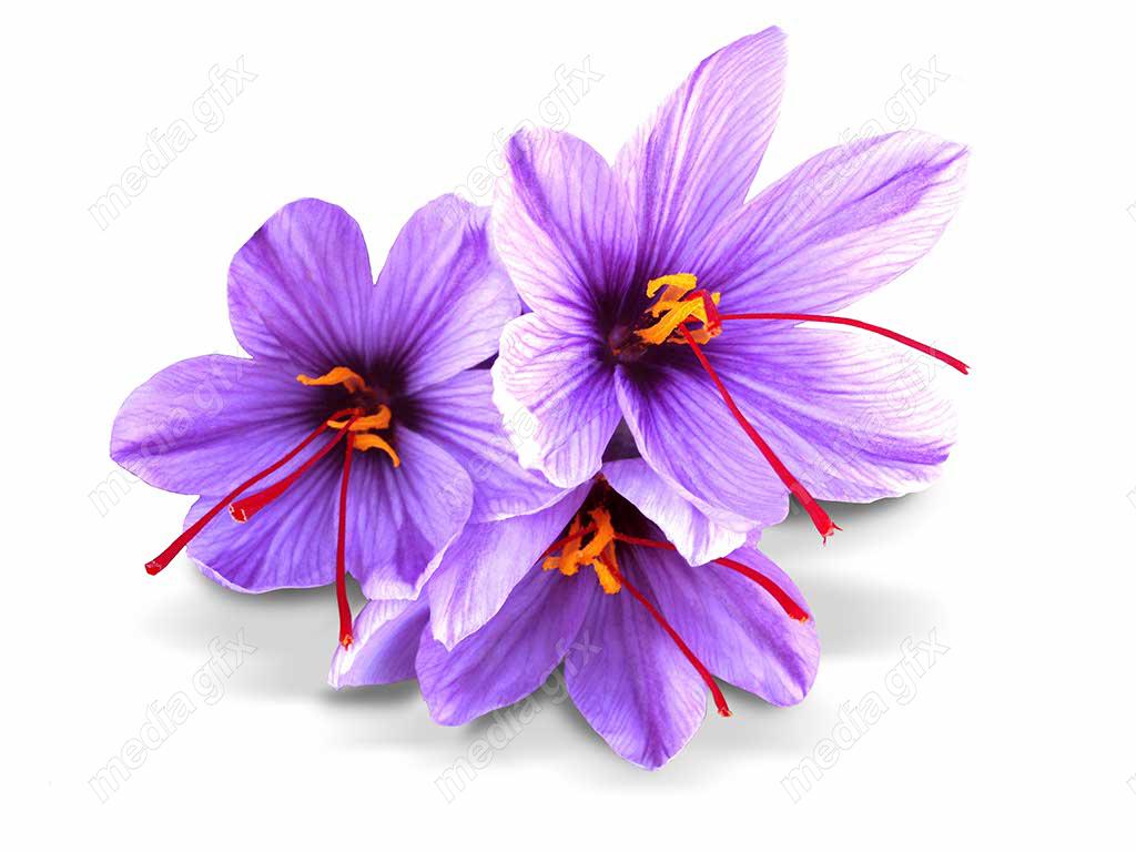 عکس با کیفیت گل زعفران پس زمینه سفید MJ002013