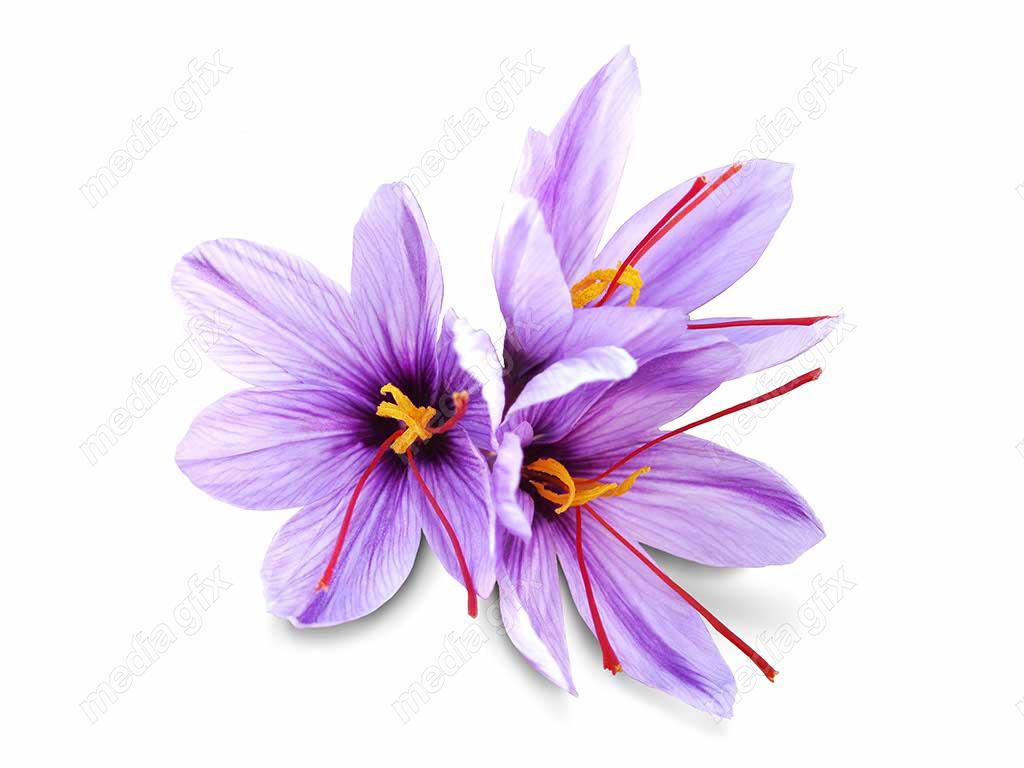 عکس با کیفیت گل زعفران پس زمینه سفید MJ002014