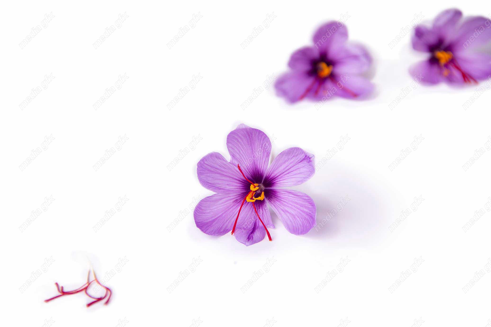 عکس با کیفیت گل زعفران پس زمینه سفید MJ002015