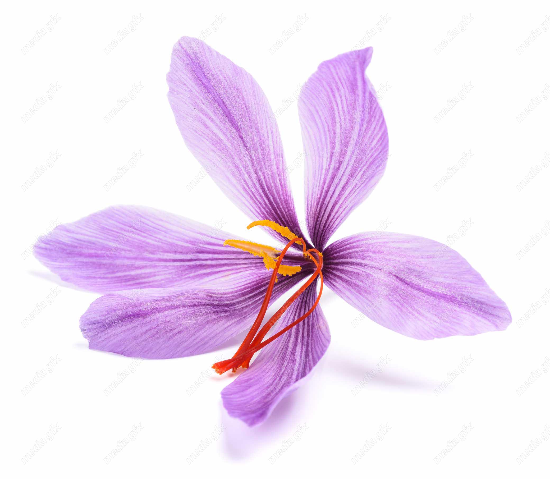 عکس با کیفیت گل زعفران پس زمینه سفید MJ002017