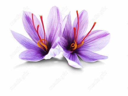 عکس با کیفیت گل زعفران پس زمینه سفید MJ002018