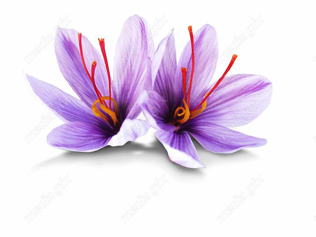 عکس با کیفیت گل زعفران پس زمینه سفید MJ002018