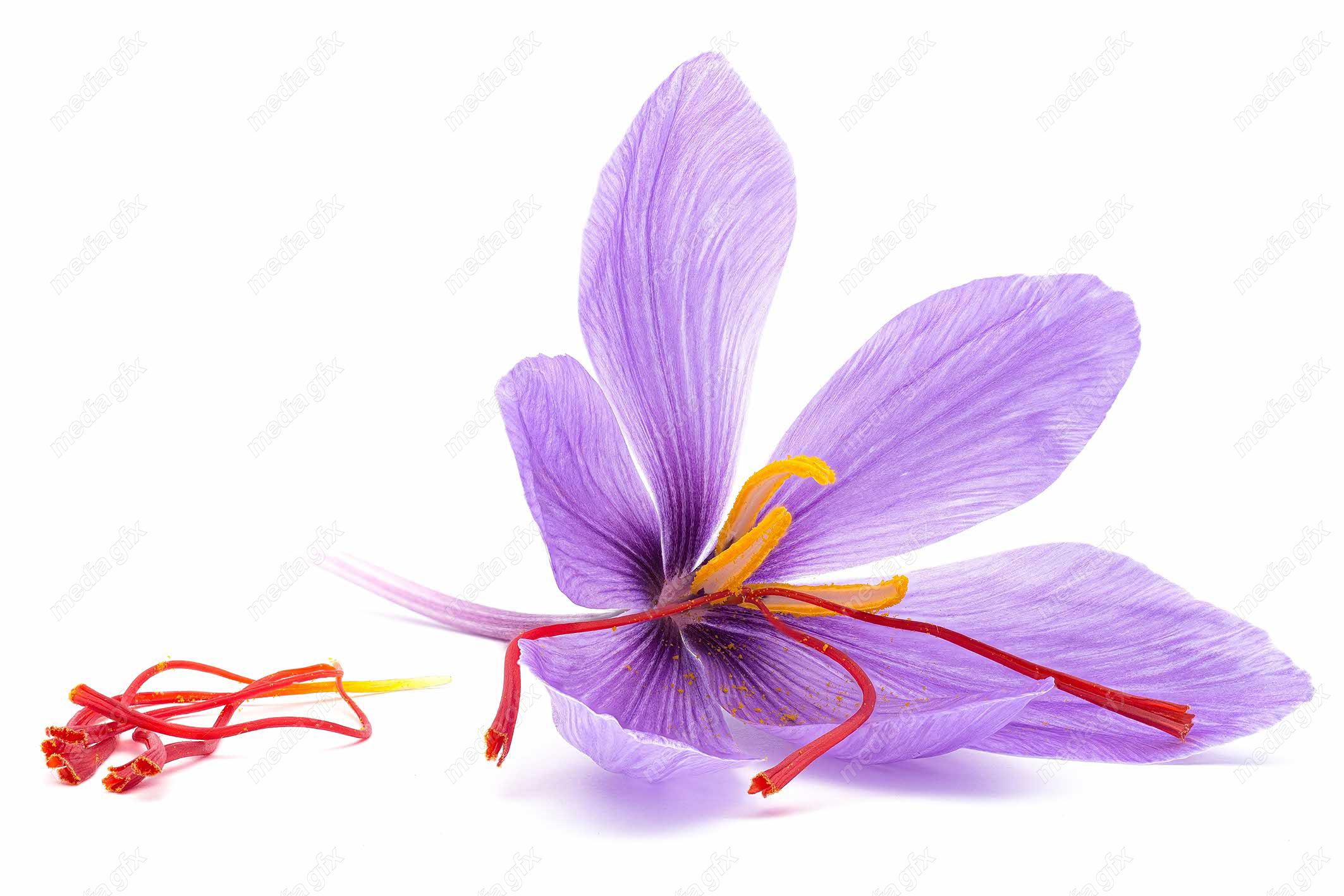 عکس با کیفیت گل زعفران پس زمینه سفید MJ002020