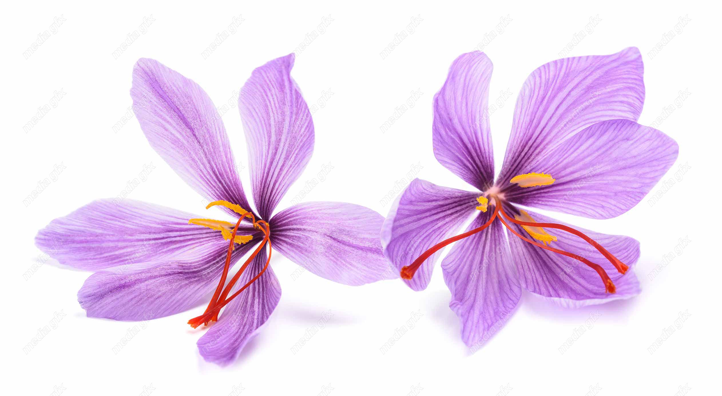 عکس با کیفیت گل زعفران پس زمینه سفید MJ002023