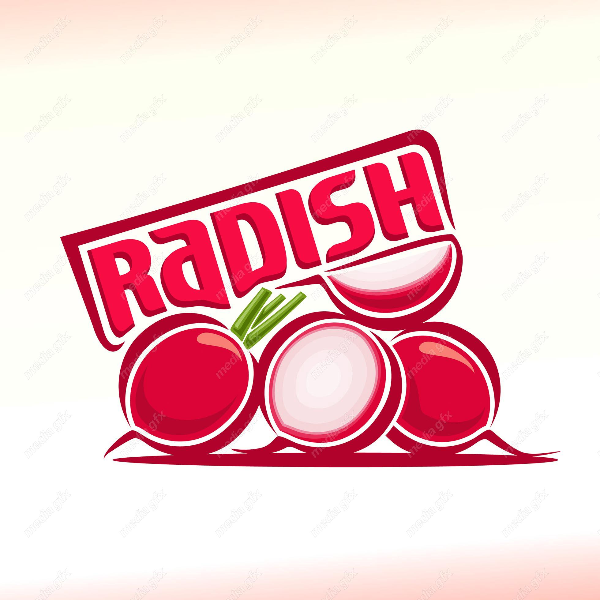 وکتور سبزیجات و صیفی جات تازه MV002026