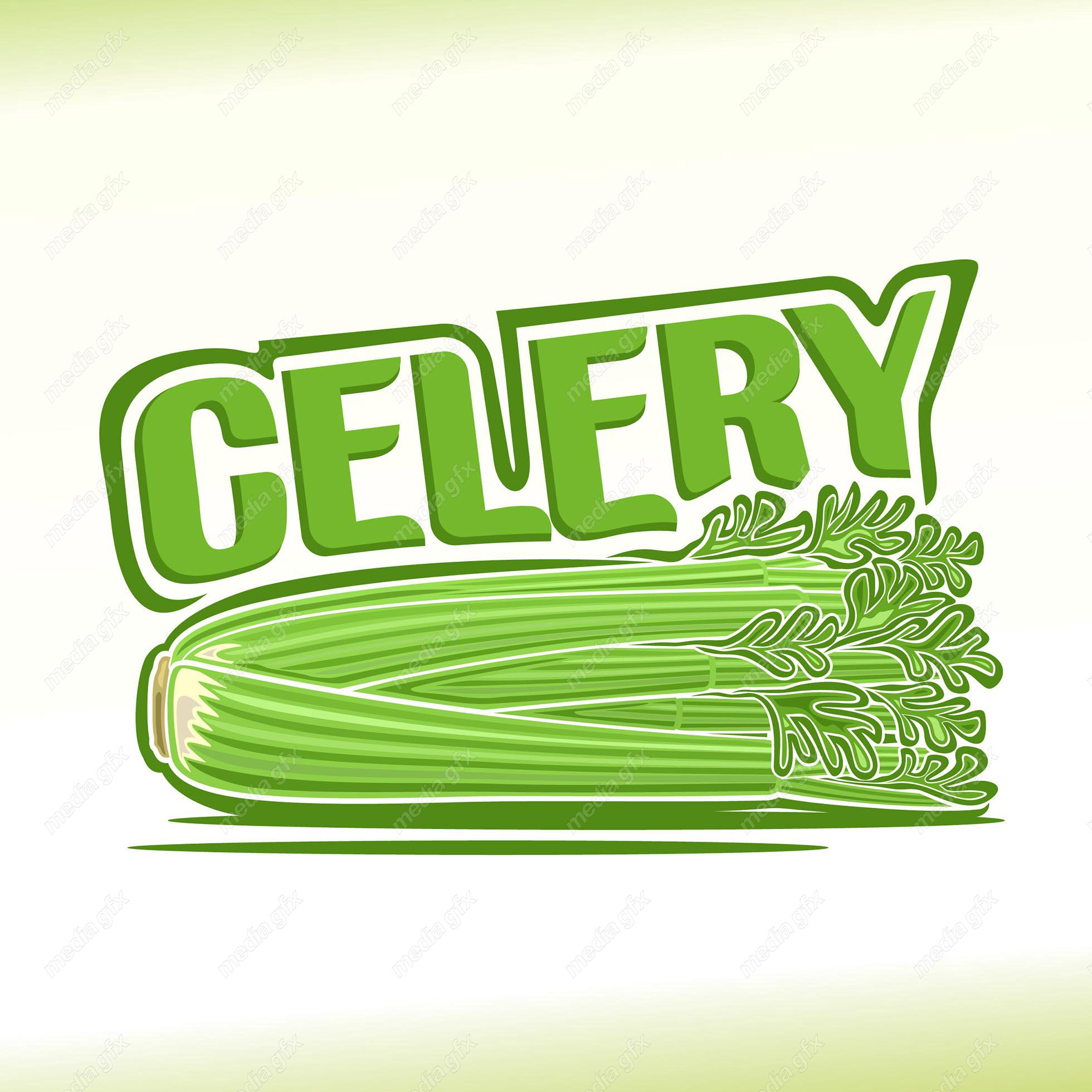 وکتور سبزیجات و صیفی جات تازه MV002041