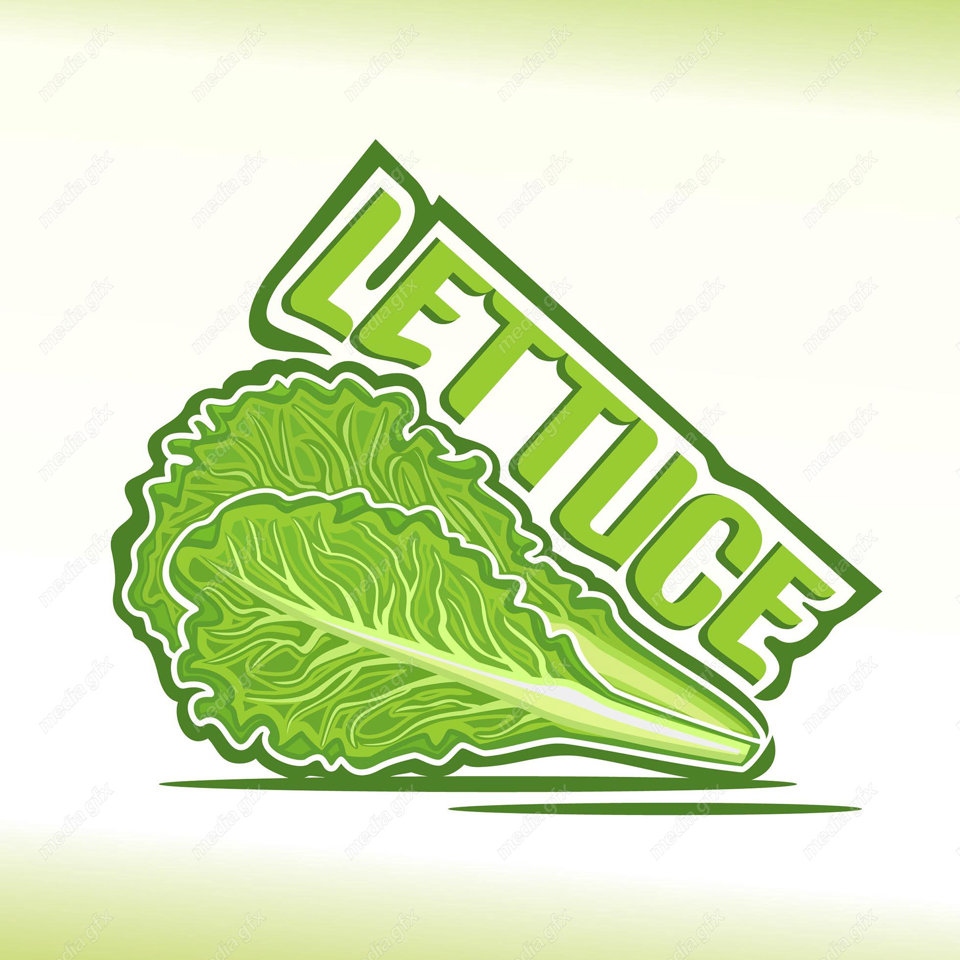 وکتور سبزیجات و صیفی جات تازه MV002047