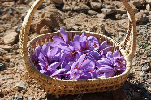عکس با کیفیت گل زعفران داخل سبد حصیری MJ002546