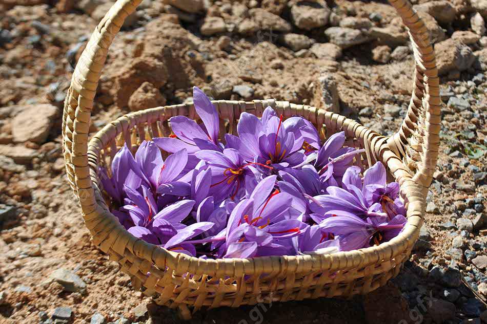 عکس با کیفیت گل زعفران داخل سبد حصیری MJ002546