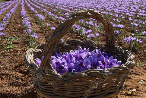 عکس با کیفیت گل زعفران داخل سبد حصیری MJ002547