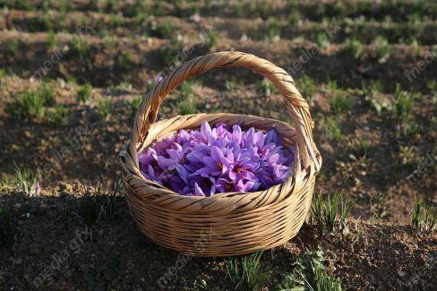 عکس با کیفیت گل زعفران داخل سبد حصیری MJ002548