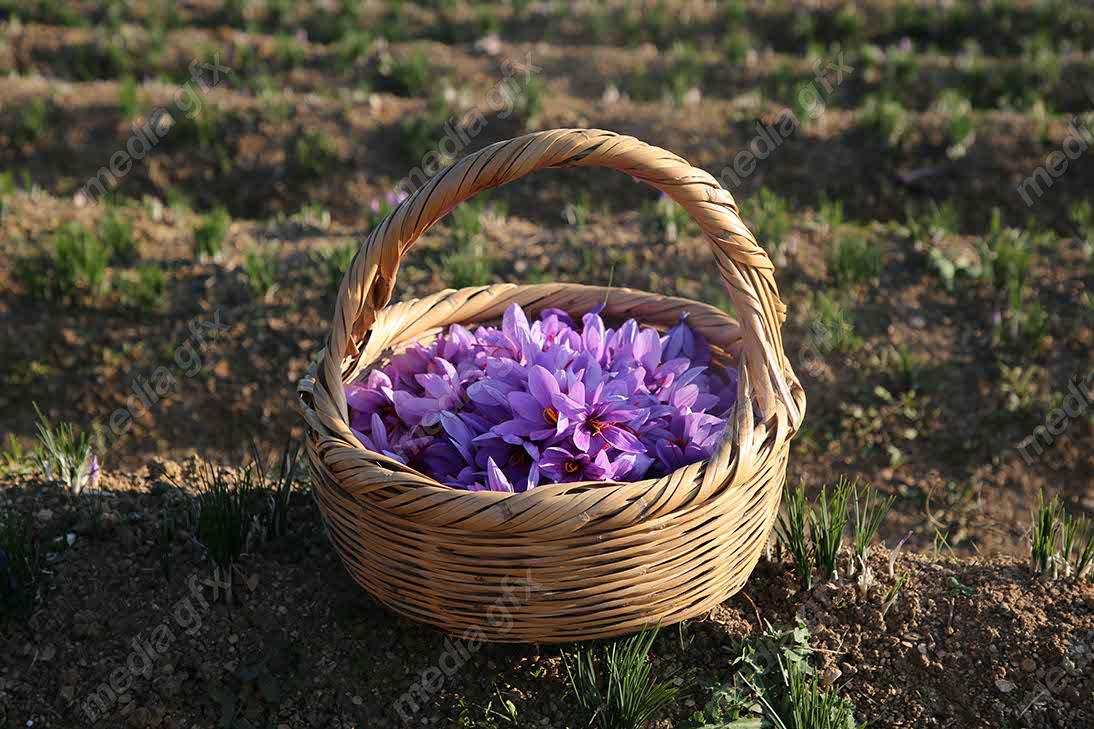 عکس با کیفیت گل زعفران داخل سبد حصیری MJ002548