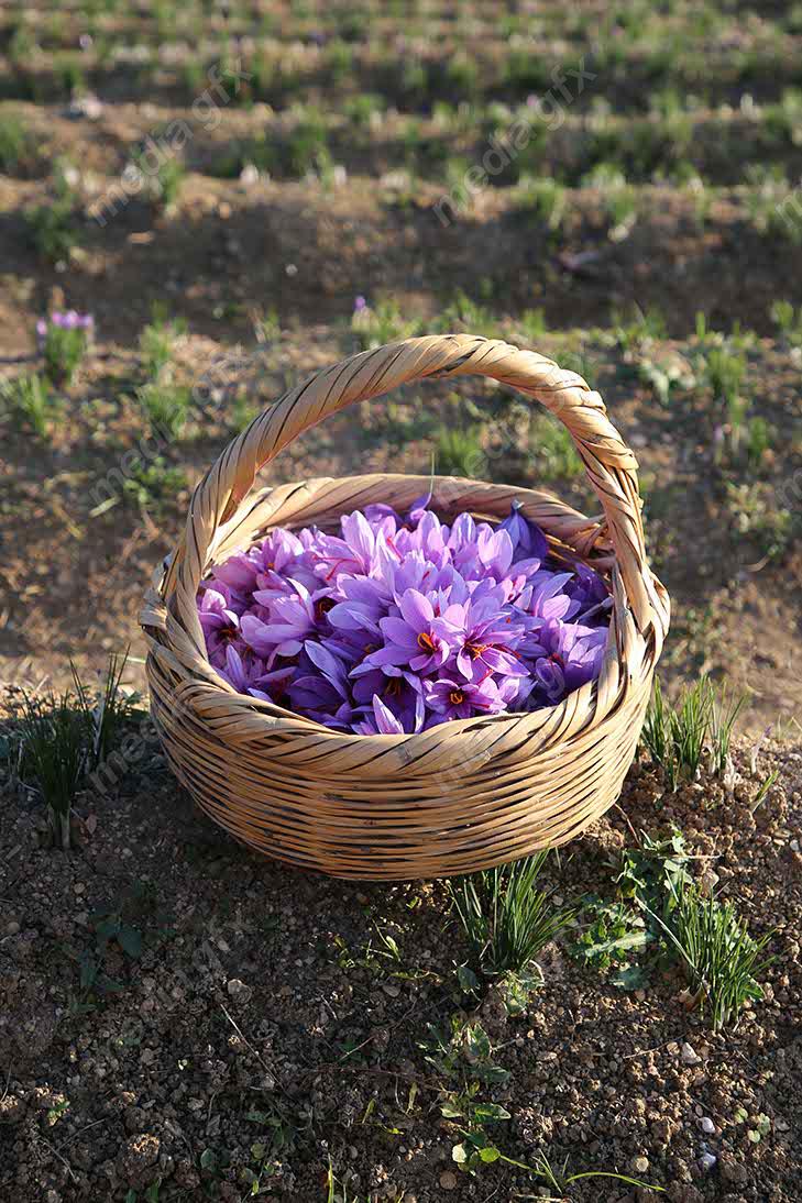 عکس با کیفیت گل زعفران داخل سبد حصیری MJ002549