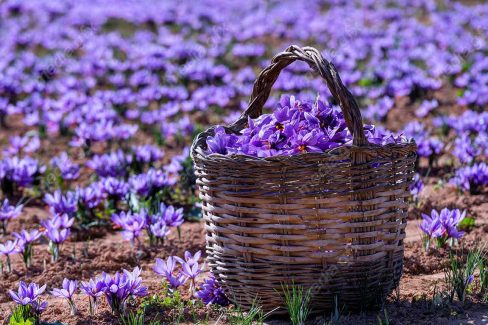 عکس با کیفیت گل زعفران داخل سبد حصیری MJ002550