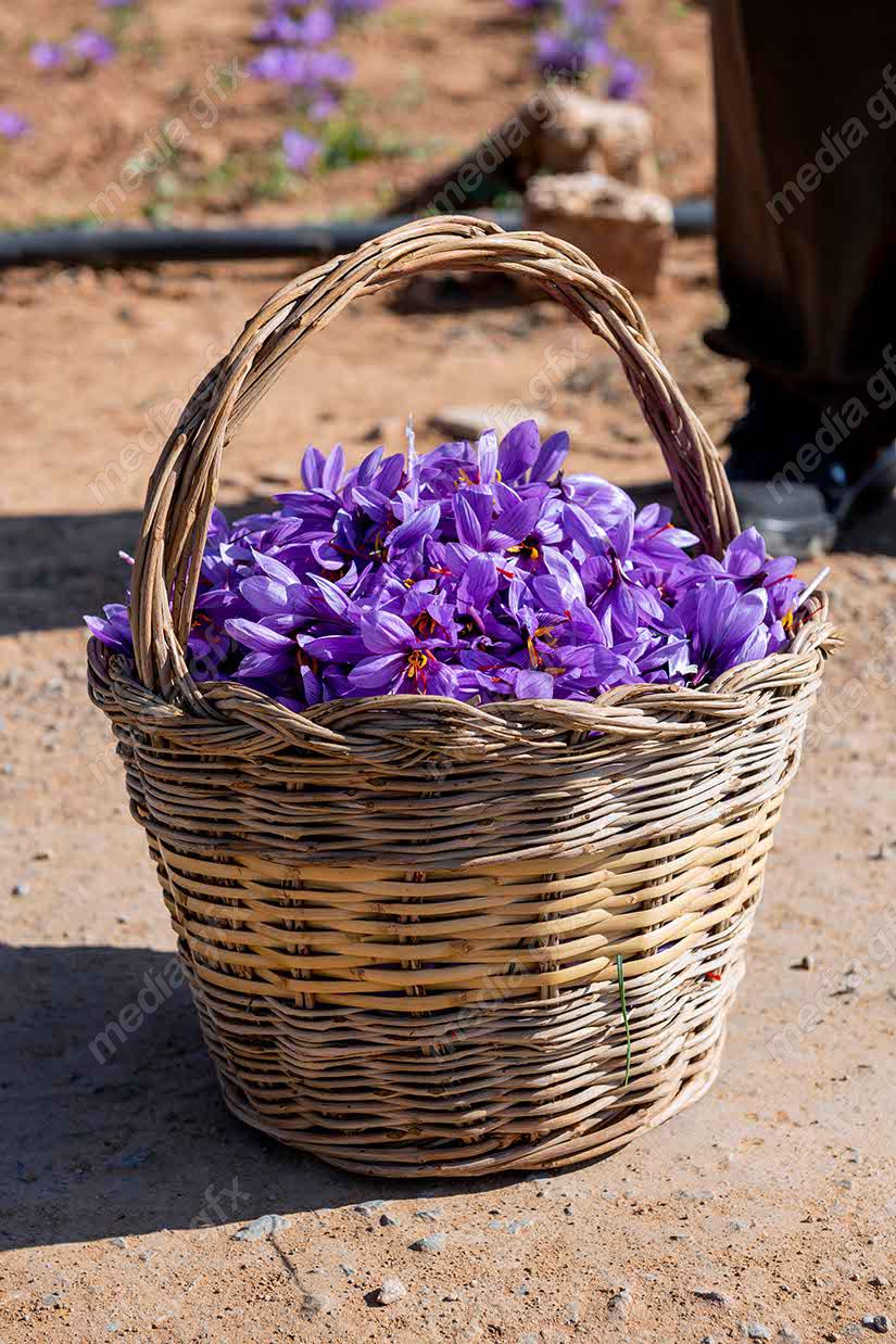 عکس با کیفیت گل زعفران داخل سبد حصیری MJ002551