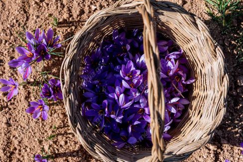 عکس با کیفیت گل زعفران داخل سبد حصیری MJ002552