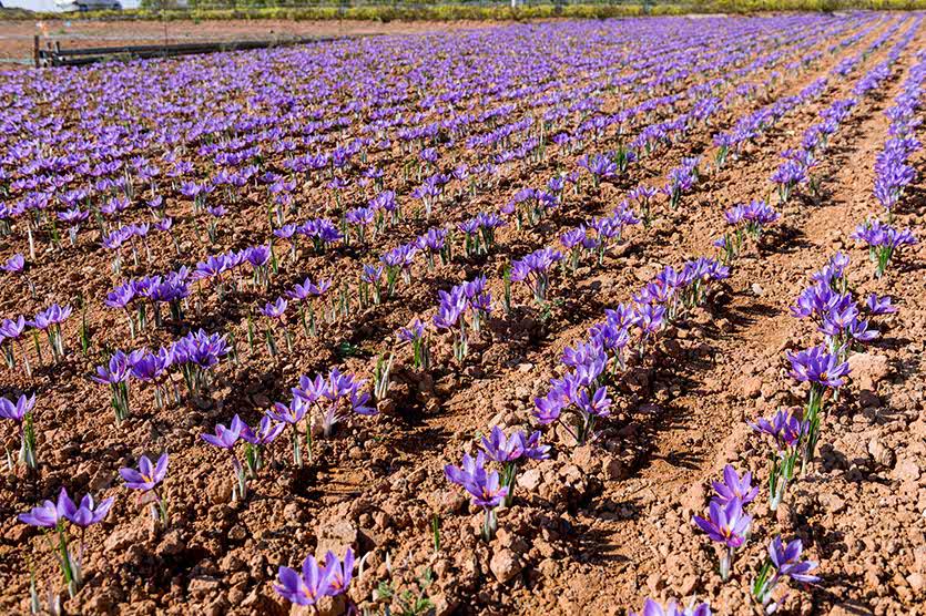 عکس با کیفیت گل زعفران MJ002555