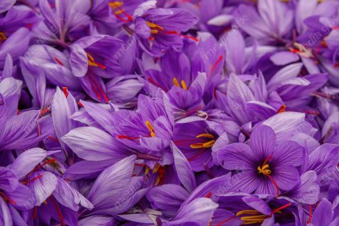 عکس با کیفیت گل زعفران MJ002557