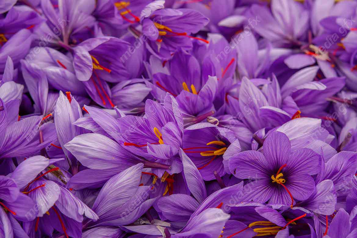 عکس با کیفیت گل زعفران MJ002557