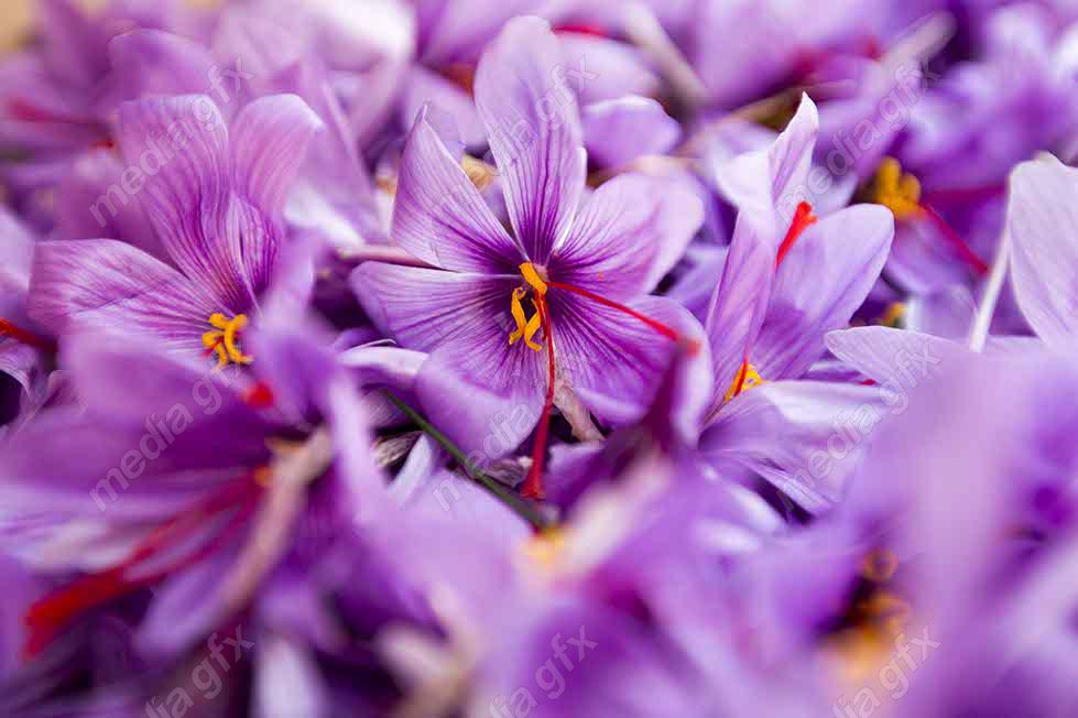 عکس با کیفیت گل زعفران MJ002558