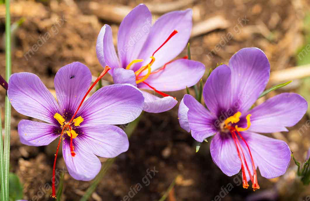 عکس با کیفیت گل زعفران MJ002559