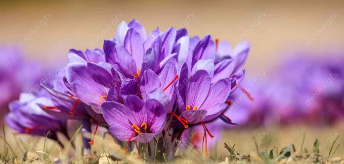 عکس با کیفیت گل زعفران MJ002562