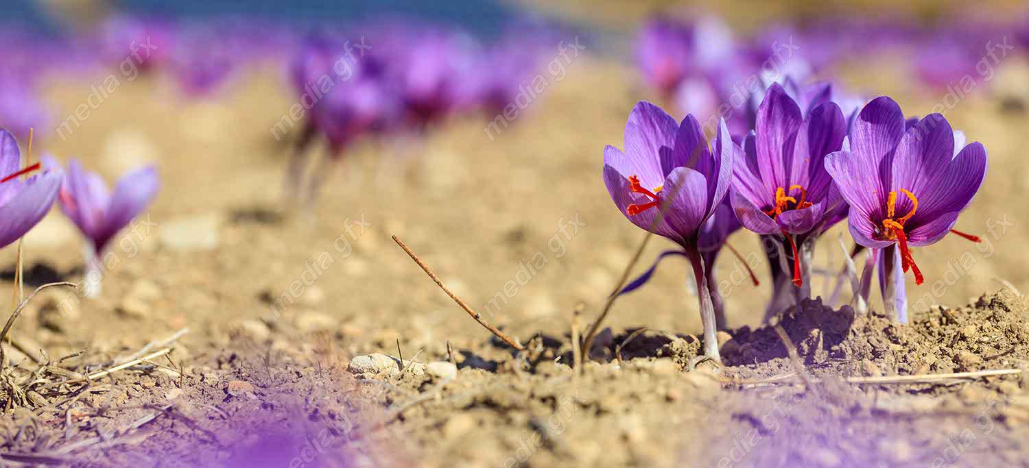 عکس با کیفیت گل زعفران MJ002564