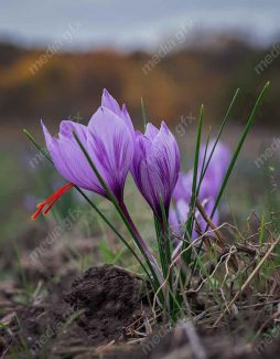 عکس با کیفیت گل زعفران MJ002568