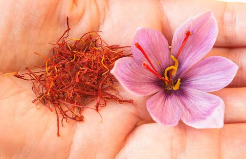 عکس زعفران با کیفیت بالا MJ002577