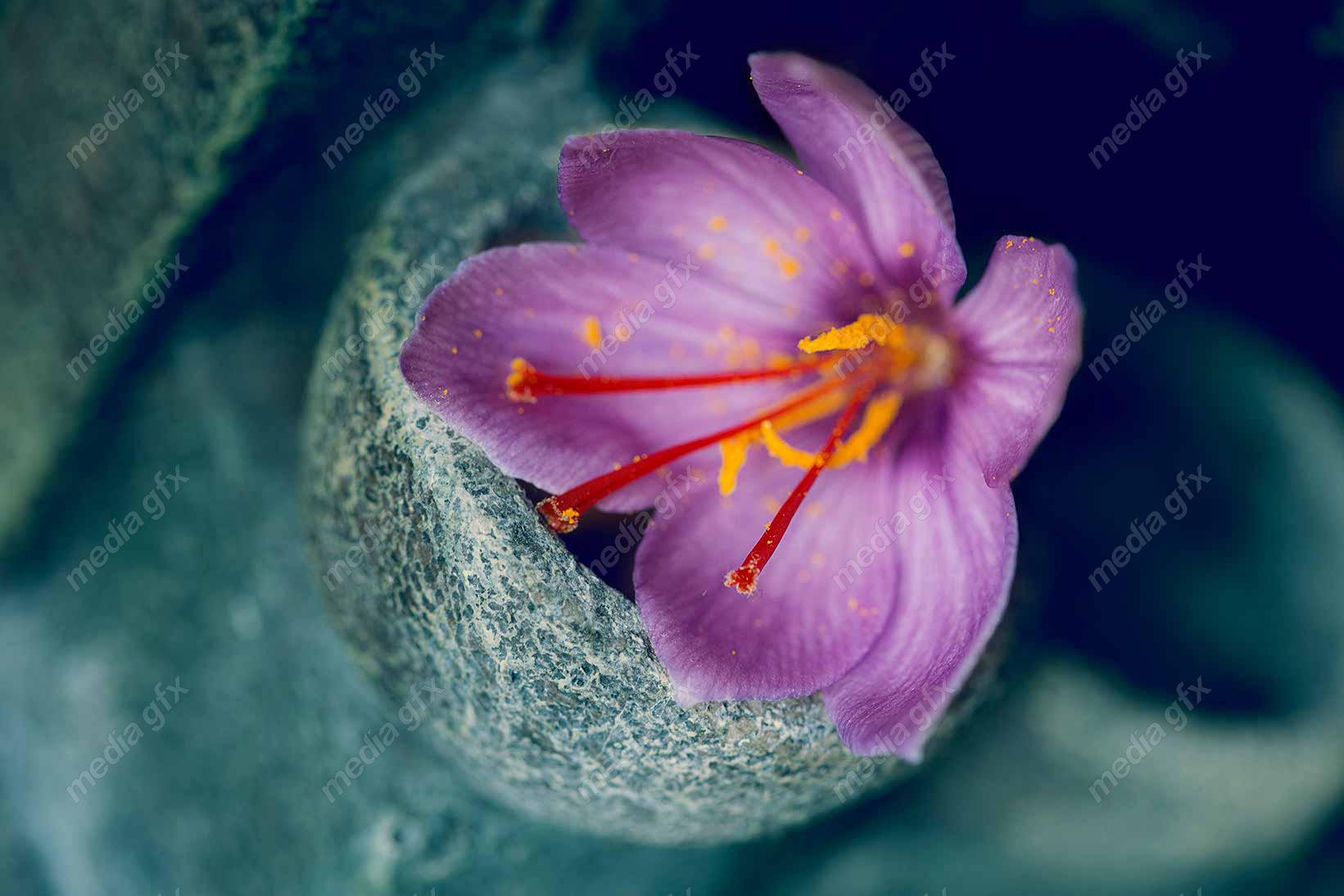 عکس زعفران با کیفیت بالا MJ002578