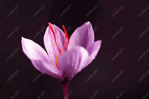 عکس زعفران با کیفیت بالا MJ002599