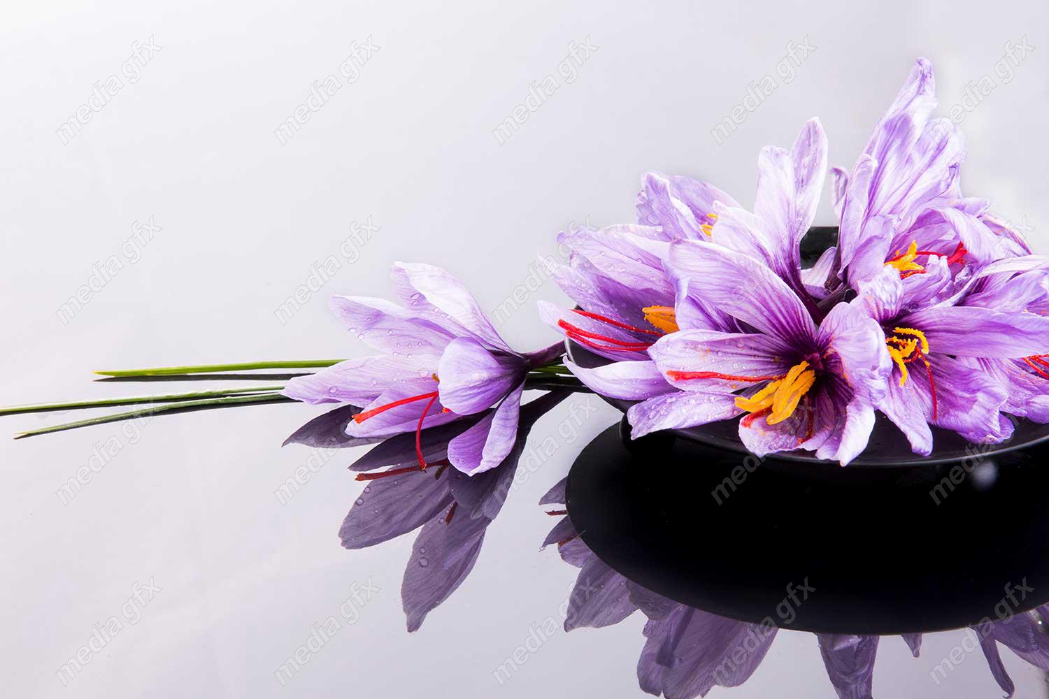 عکس زعفران با کیفیت بالا MJ002602