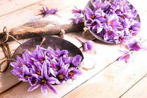 عکس زعفران با کیفیت بالا MJ002603