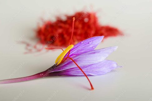 عکس زعفران با کیفیت بالا MJ002604