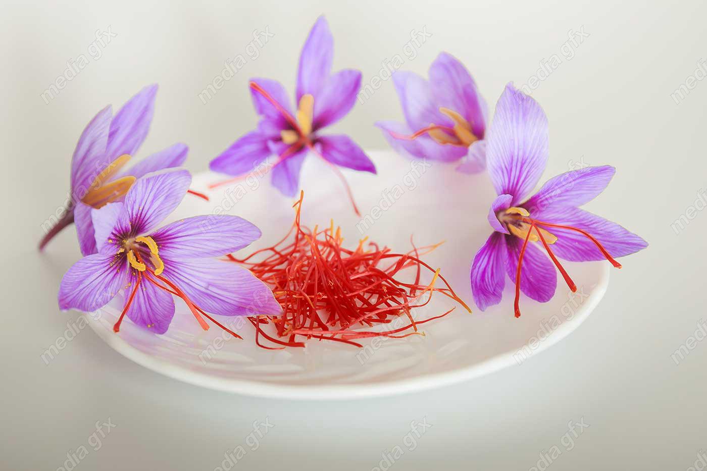 عکس زعفران با کیفیت بالا MJ002607