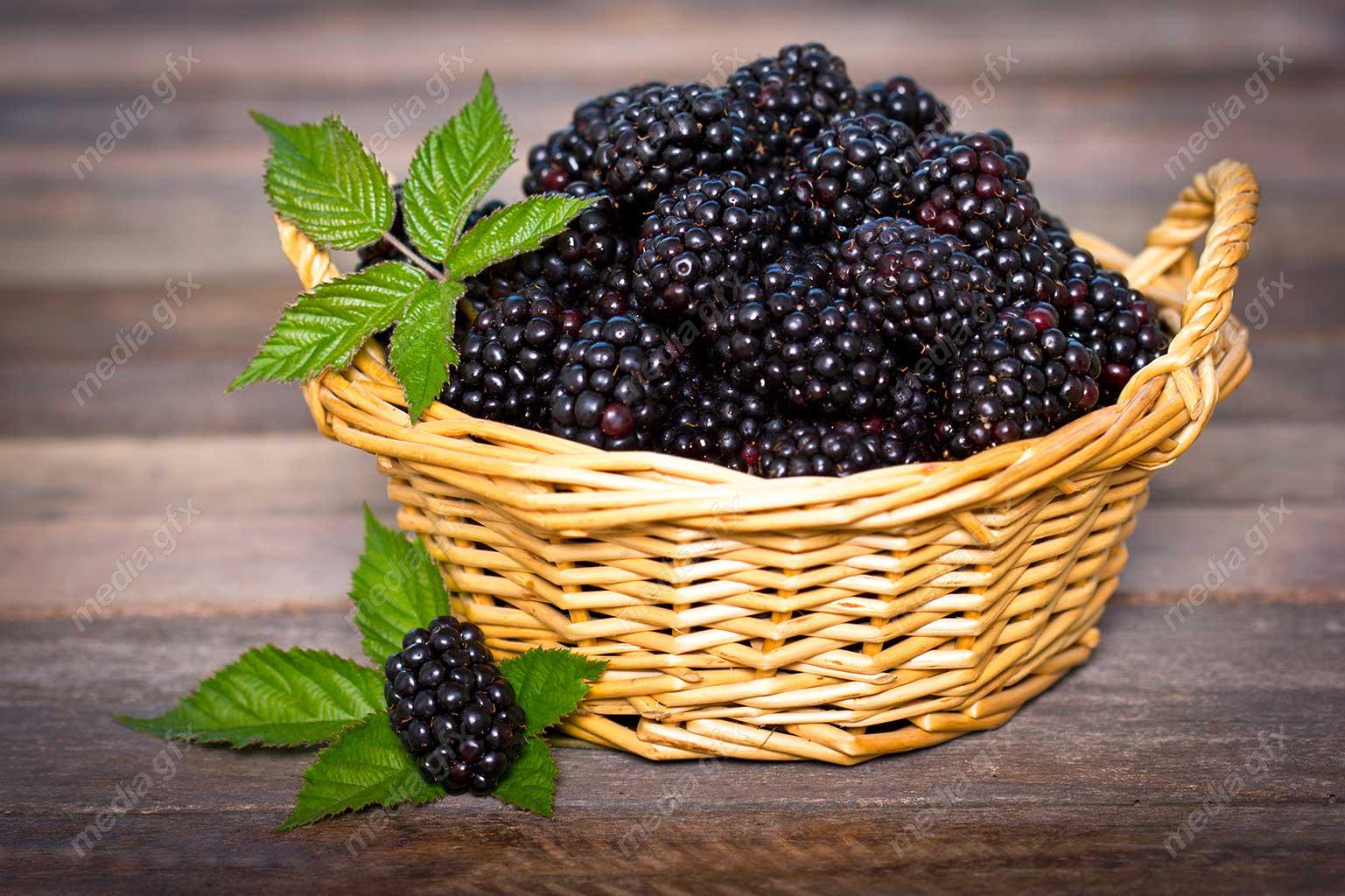 عکس با کیفیت شاه توت یا توت سیاه در سبد حصیری MJ003707