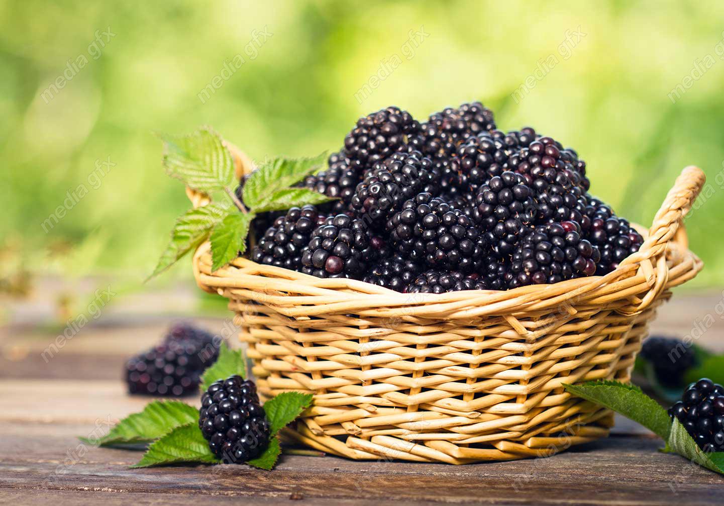 عکس با کیفیت شاه توت یا توت سیاه در سبد حصیری MJ003709