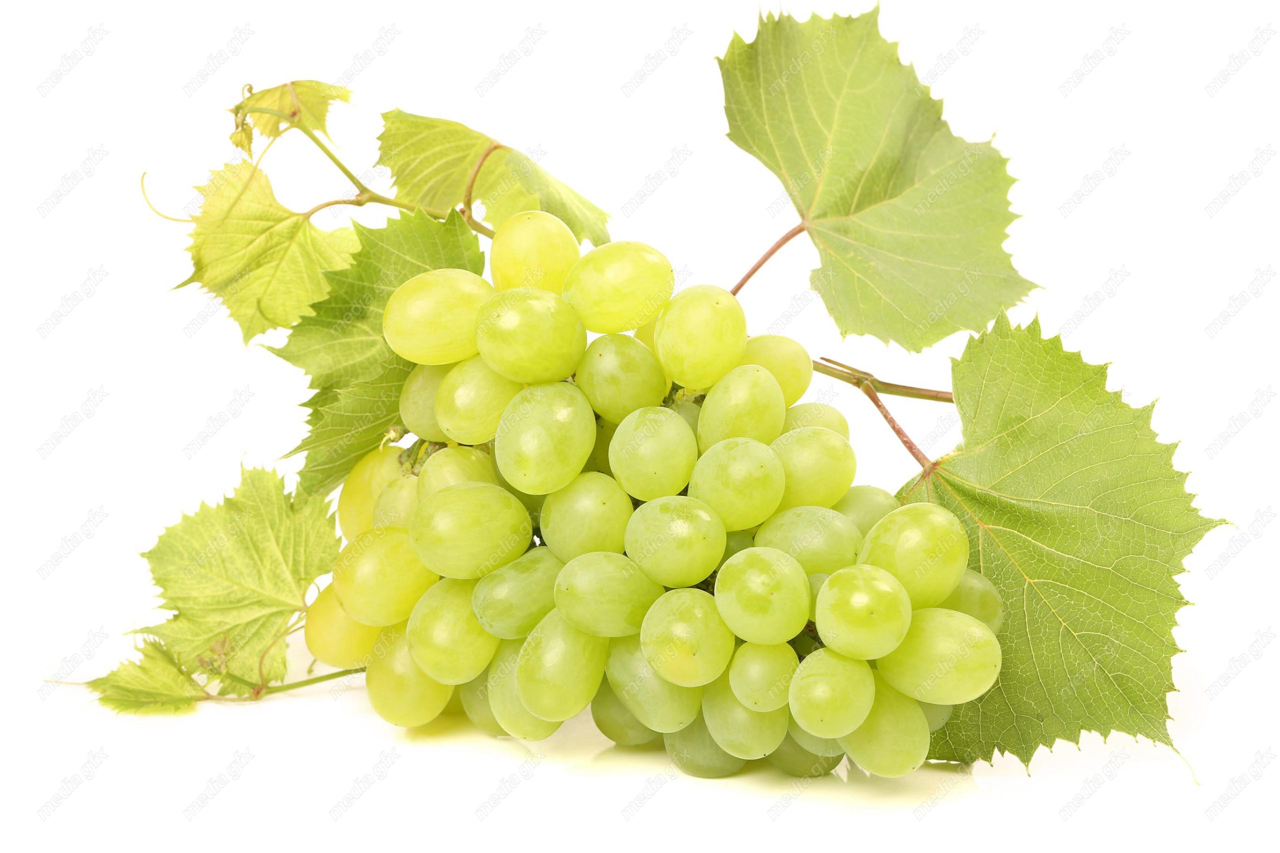 عکس با کیفیت خوشه انگور سبز پس زمینه سفید MJ004134