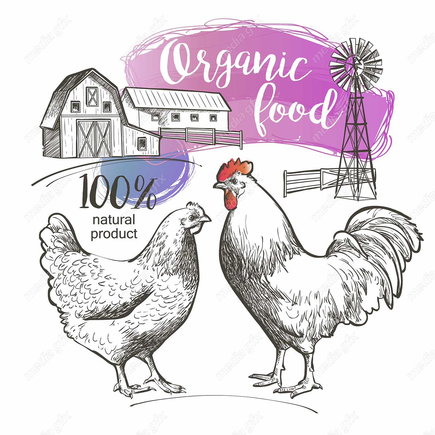 وکتور طرح لوگوی تخم مرغ، خروس و مزرعه مرغداری MV004310