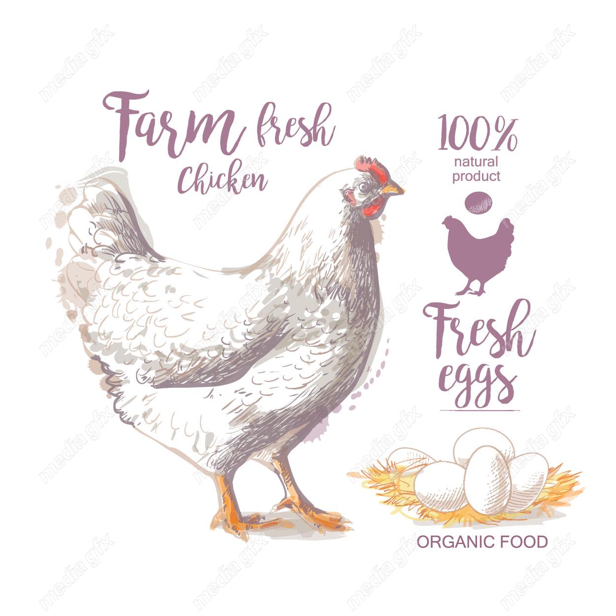 وکتور طرح لوگوی تخم مرغ، خروس و مزرعه مرغداری MV004314