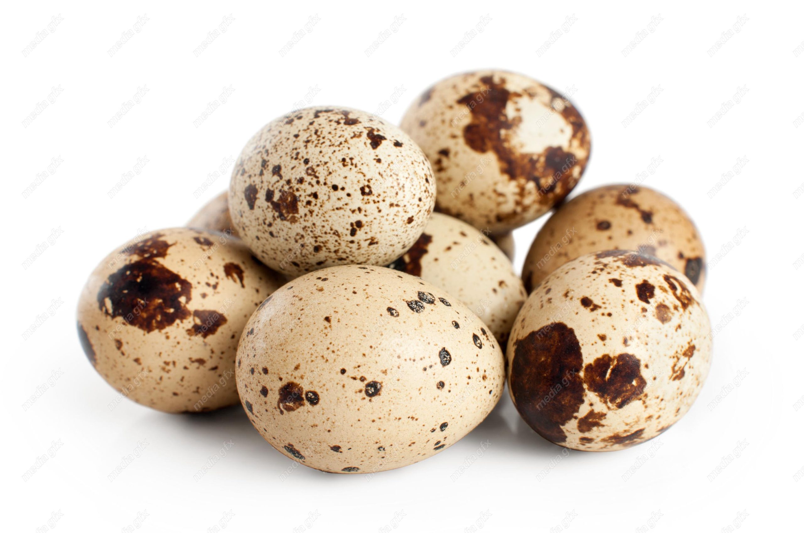 عکس با کیفیت تخم بلدرچین پس زمینه سفید MJ004410